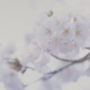 小明白白在线发布
